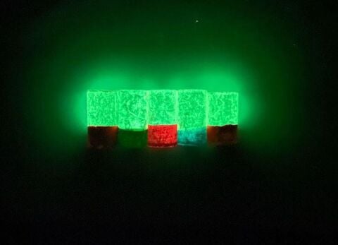 Fosforlu Lüfer Çinekop Mantarları 5 ADET