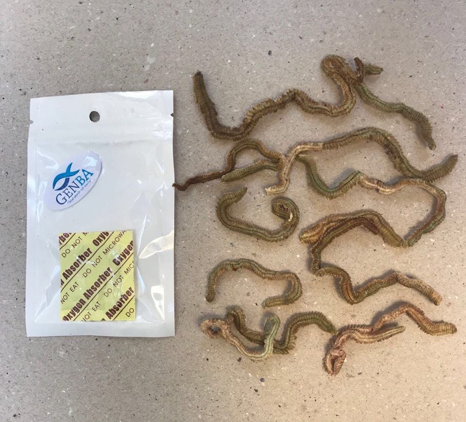 Sasaworm Kumkurdu (Kurutulmuş Çin Kurdu)