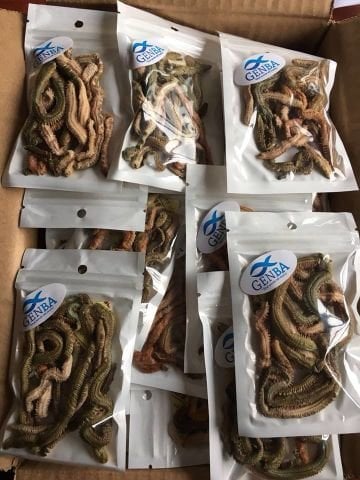 Sasaworm Kumkurdu (Kurutulmuş Çin Kurdu)
