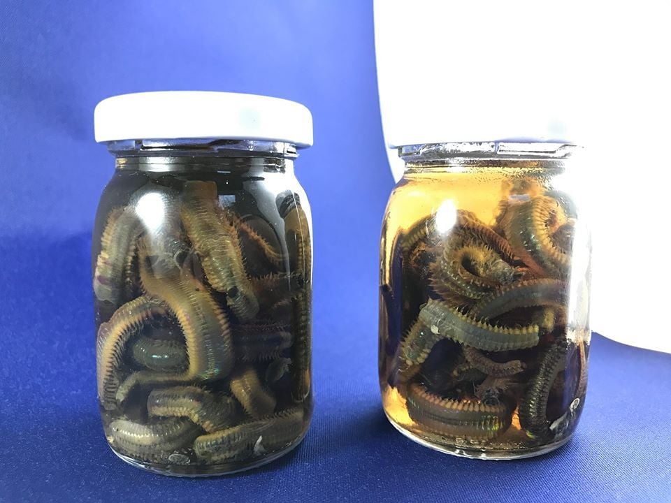 Boru Kurdu Salamura