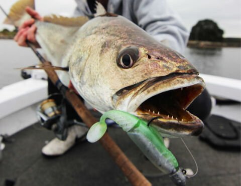 Pro Lure Fishtail 8 cm